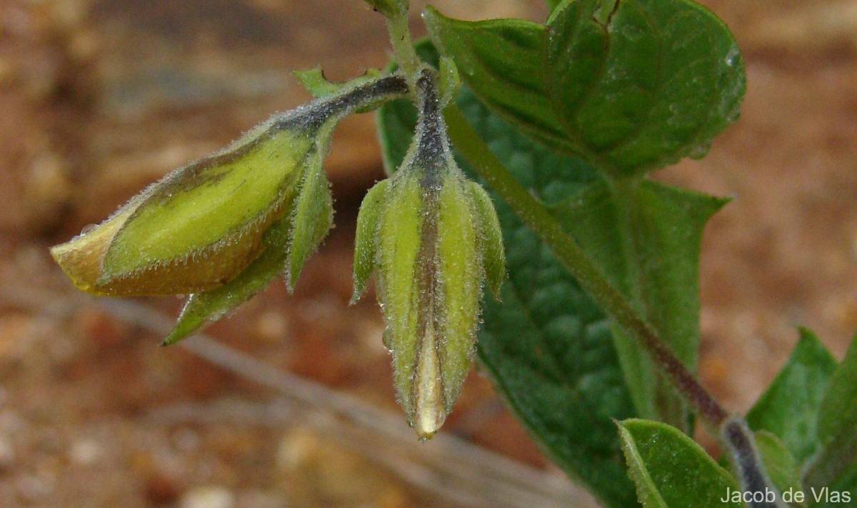 Crotalaria scabrella Wight & Arn.